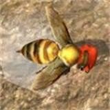蜜蜂生存模拟器